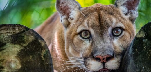 Tragedia na Słowacji. Puma zabiła właściciela zoo