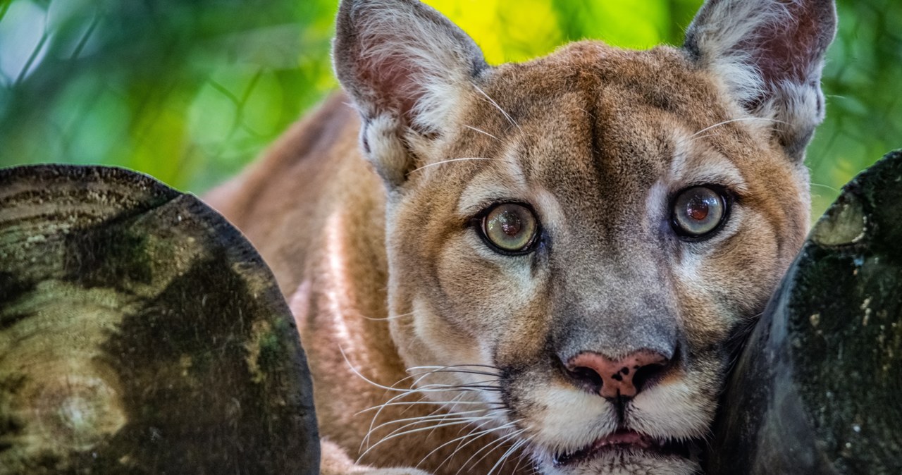 Tragedia na Słowacji. Puma zabiła właściciela zoo