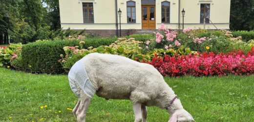 Nietypowy gość w muzeum: Owca w pieluszce i na smyczy
