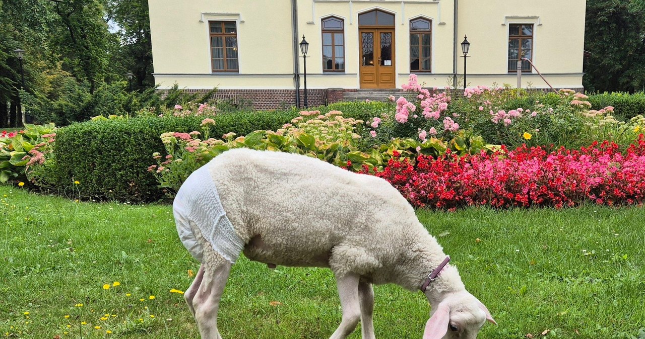 Nietypowy gość w muzeum: Owca w pieluszce i na smyczy