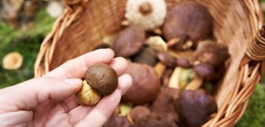 Grzybiarze zacierają ręce. Mówią o „wyjątkowym urodzaju”