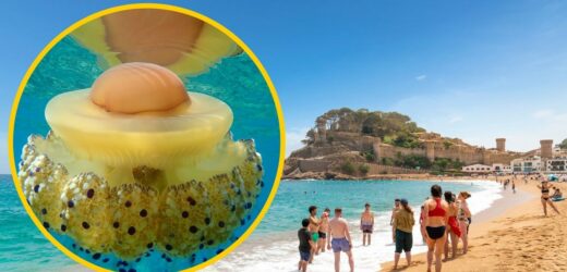 Inwazja meduz na Costa Brava. Parzą ludzi na potęgę