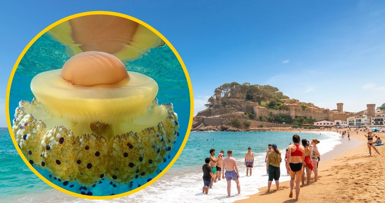 Inwazja meduz na Costa Brava. Parzą ludzi na potęgę