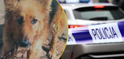 Łańcuch wrósł w skórę psa. Właścicielowi grożą 3 lata więzienia