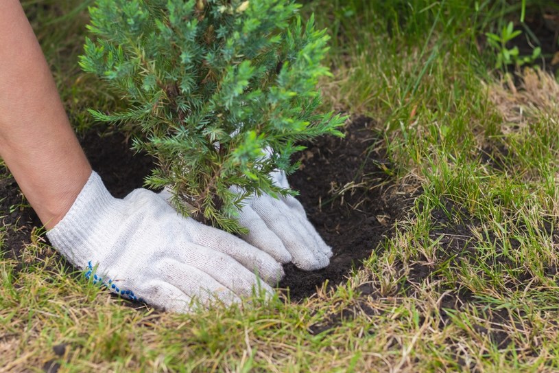 Posadź w ogrodzie jeszcze we wrześniu. Wiosną oczaruje swoim pięknem