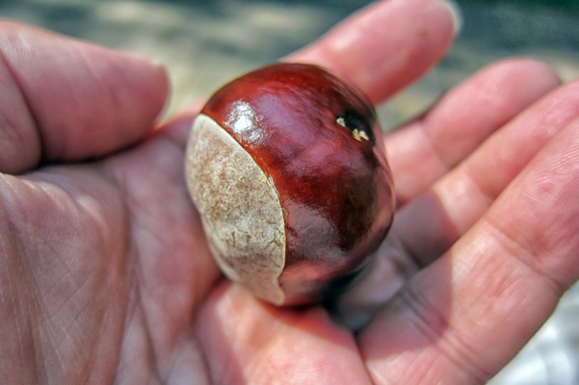 Czy warto zbierać kasztany? Mają jedną zaskakującą zaletę