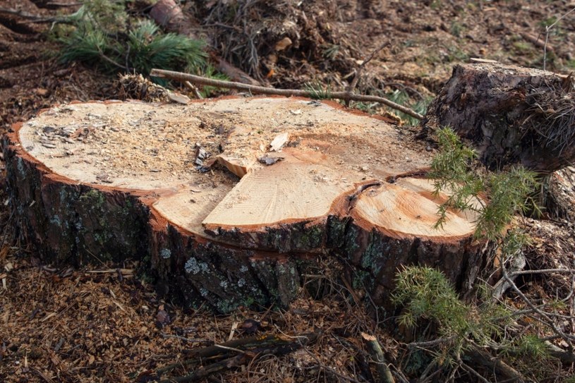 Jak usunąć pieniek bez karczowania? Znamy skuteczne sposoby