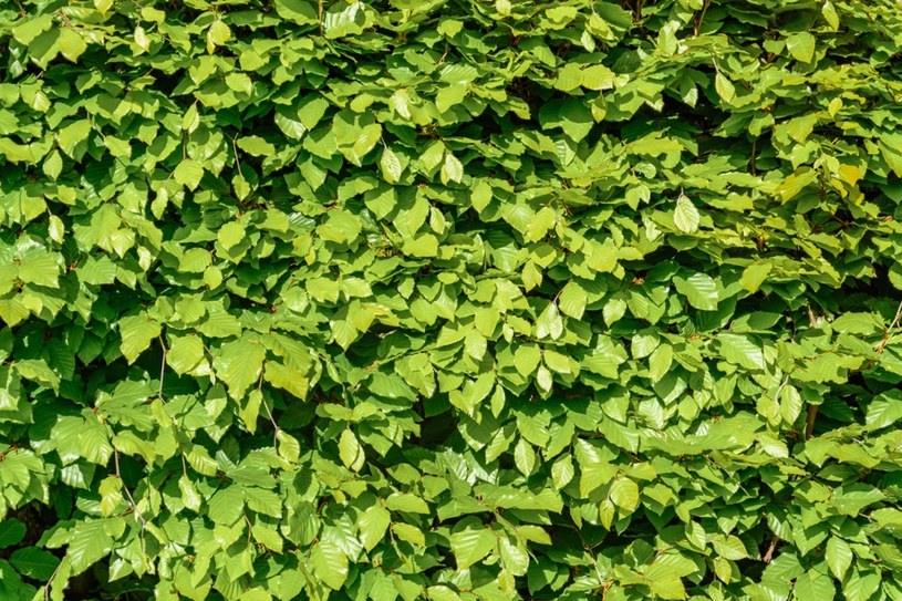 Świetna alternatywa dla tui. Jest niewymagający i dużo szybciej rośnie