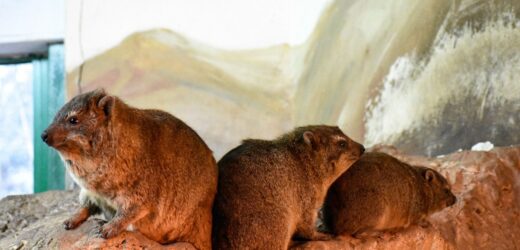 Warszawskie zoo ma nowych mieszkańców. „Harcują już na wybiegu”