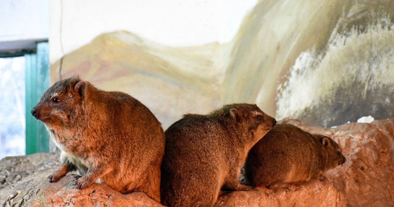 Warszawskie zoo ma nowych mieszkańców. „Harcują już na wybiegu”
