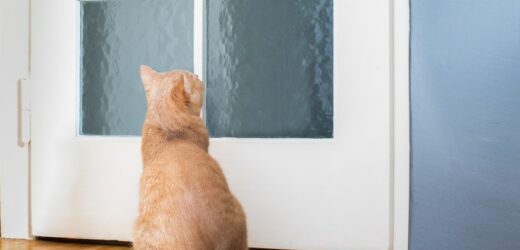 Kot miauczy i drapie zamknięte drzwi? Powód tego zachowania jest bardzo prosty