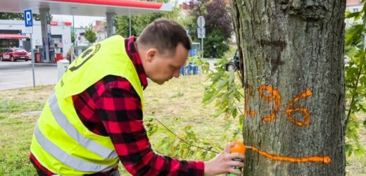 Zielone i pomarańczowe znaki na drzewach w Poznaniu. Co oznaczają?