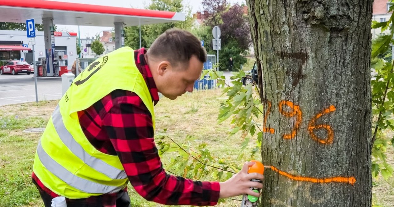 Zielone i pomarańczowe znaki na drzewach w Poznaniu. Co oznaczają?