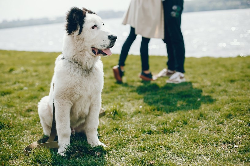 Co z psem po rozwodzie? To nie takie proste. Oto co mówią przepisy