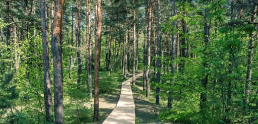 Ruszyły konsultacje ws. utworzenia „lasu społecznego” wokół Poznania
