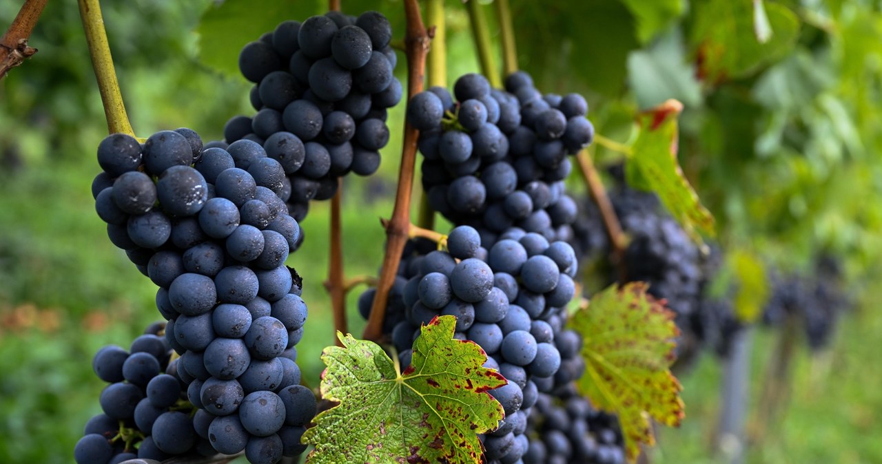 Pomoc dla plantatorów. Rząd chce wydać prawie pół miliarda