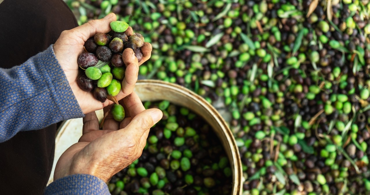 Chcieli ukraść prawie pół tony oliwek. Żandarmeria w akcji