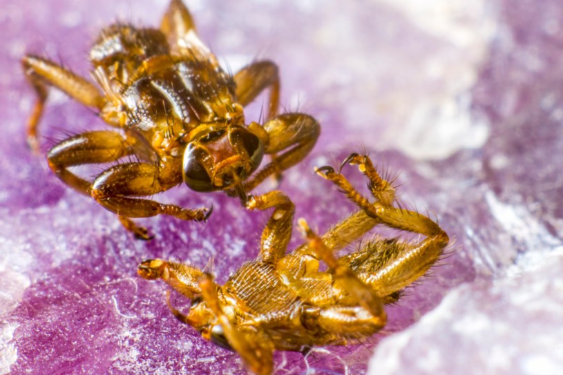 Idziesz w plener? „Latające kleszcze” mogą zaatakować bez ostrzeżenia
