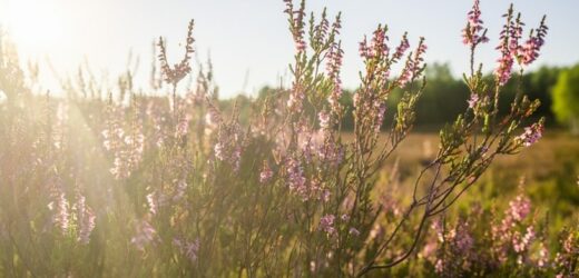 Jedno z najpiękniejszych wrzosowisk w Polsce. Widoki jak z bajki! Jesienią odwiedź koniecznie