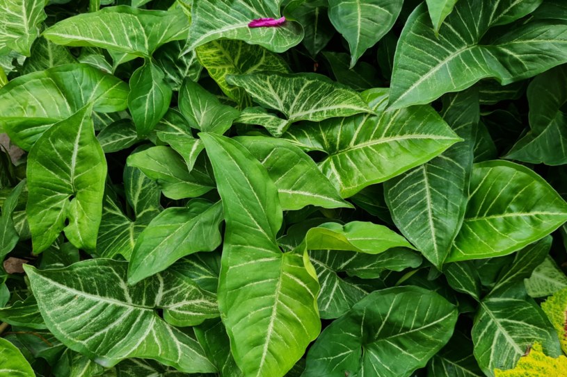 Zaproś ją do domu. W tej łatwej w uprawie roślinie zakochasz się z miejsca