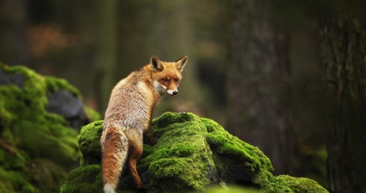 Alert RCB dla połowy Polski. „Szczepionka zrzucana w lasach”