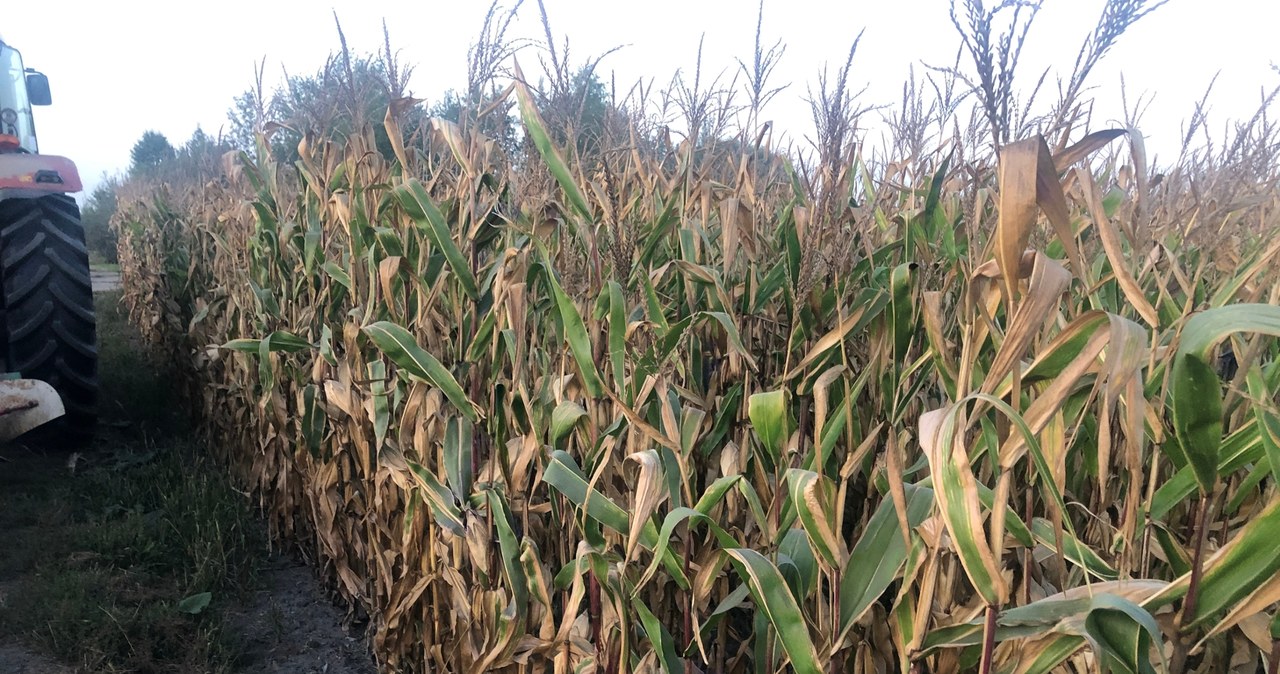 Susza wciąż dużym problemem. „To efekt zaskakujących upałów”