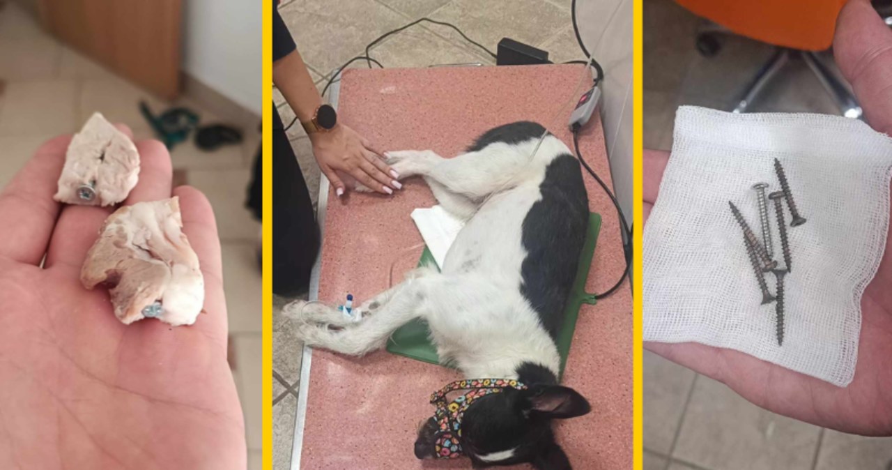 Mieszkańcy Zakopanego alarmują: Wkręty ukryte w mięsie