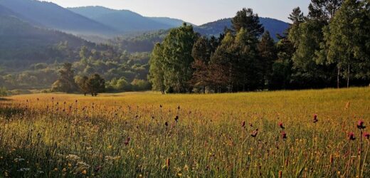 W Beskidach powstaną nowe rezerwaty przyrody? Te obszary mogą znaleźć się pod ochroną