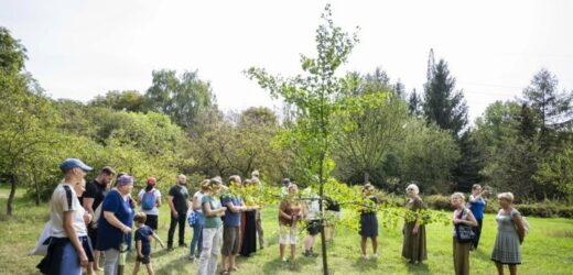 ​Mimozami jesień się zaczyna w Ogrodzie Botanicznym