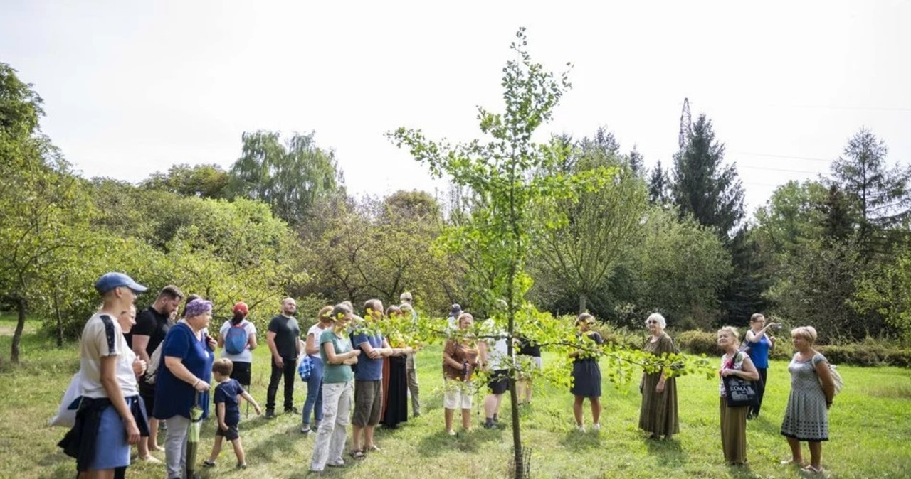 ​Mimozami jesień się zaczyna w Ogrodzie Botanicznym