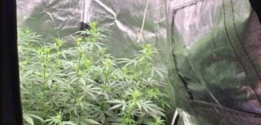 Dolnośląskie: Nielegalna plantacja marihuany zlikwidowana