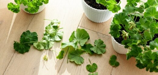 Wymieszaj wodę, miód i cynamon. Odżywcza mikstura do pozyskiwania sadzonek pelargonii