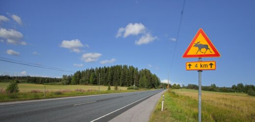 Uwaga na łosie na drogach