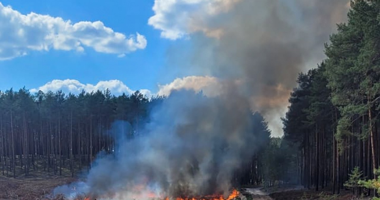 Zatrzymali go, gdy podpalał las. Jest podejrzany o wywołanie serii pożarów