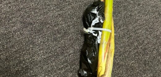 Złote kolby znowu niszczą sprzęt rolniczy