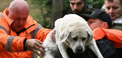 Zwierzęta uwięzione na swoich podwórkach. Rozpaczliwy apel