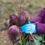 Działkowcy w panice. „Coś niszczy mój ogródek warzywny”. Pomogą proste sposoby