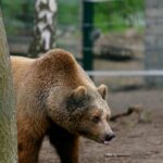 „Zdecydowano o nieskazywaniu go na dalsze cierpienie”. Niedźwiedź Baloo padł w Poznaniu