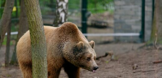 „Zdecydowano o nieskazywaniu go na dalsze cierpienie”. Niedźwiedź Baloo padł w Poznaniu