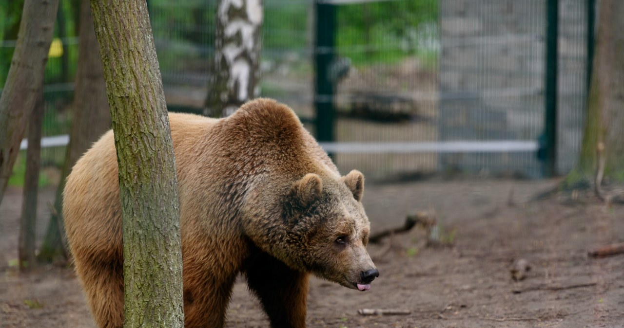 „Zdecydowano o nieskazywaniu go na dalsze cierpienie”. Niedźwiedź Baloo padł w Poznaniu