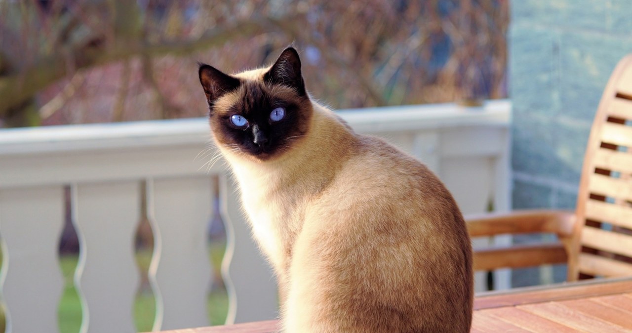 Niebywała historia. Kot przeszedł prawie 1,5 tys. km, by wrócić do domu