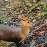 Niezwykłe narodziny w stołecznym zoo. To drugi najmniejszy jeleń świata