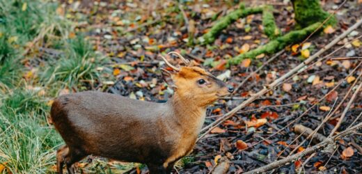 Niezwykłe narodziny w stołecznym zoo. To drugi najmniejszy jeleń świata