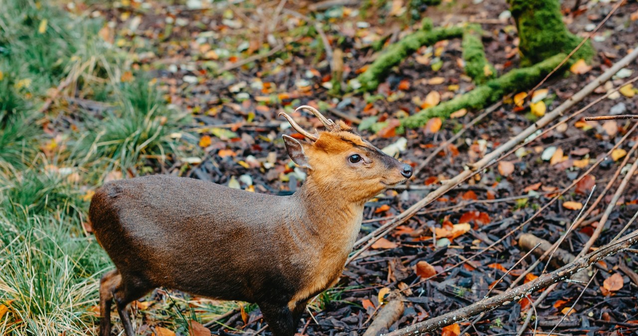 Niezwykłe narodziny w stołecznym zoo. To drugi najmniejszy jeleń świata