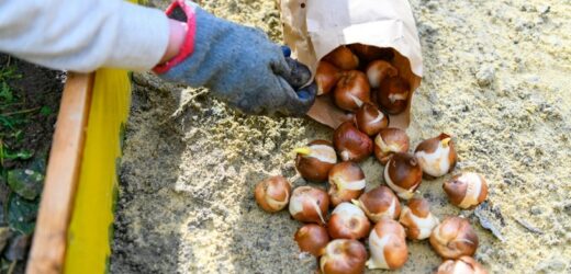 Nie zostawiaj tej czynności na później. Posadź jesienią, by wiosną zakwitły feerią barw