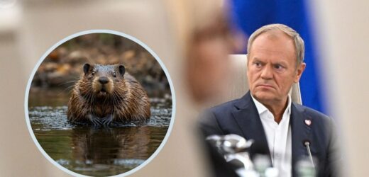 Donald Tusk o bobrach: Żaden nie ucierpiał