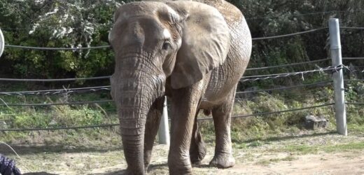 Wyjątkowe urodziny w poznańskim zoo. Słoń Ninio kończy 25 lat [WIDEO]