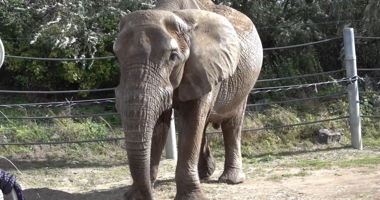 Wyjątkowe urodziny w poznańskim zoo. Słoń Ninio kończy 25 lat [WIDEO]