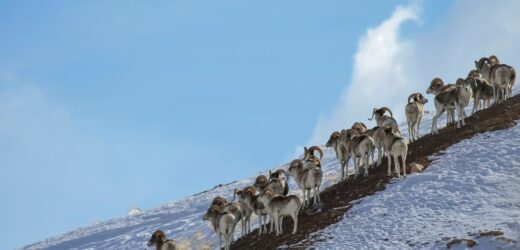 Sklonował gigantyczną owcę, potem stworzył hybrydę – do płatnych polowań