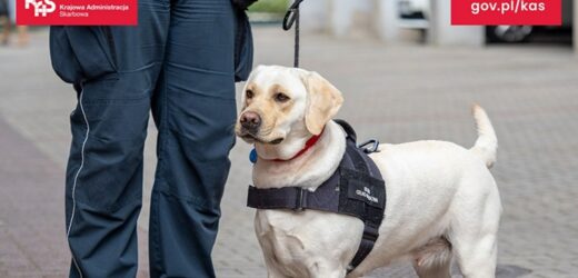 Labradorka Beti pomogła w wykryciu nielegalnego tytoniu